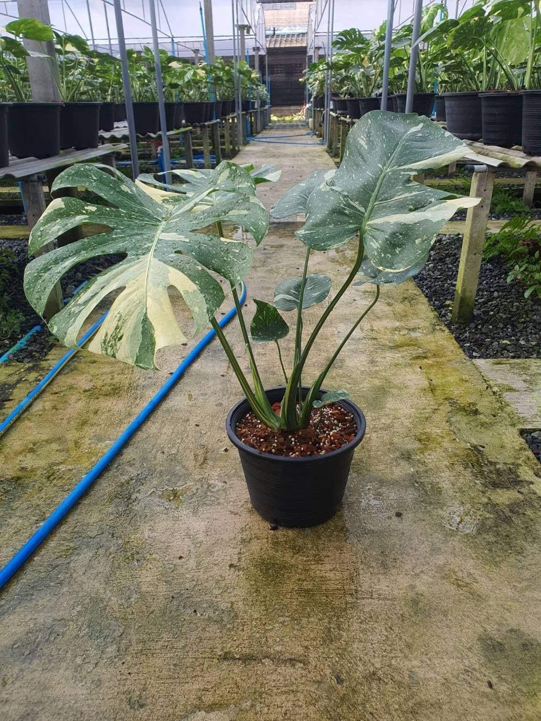 Extra Large Variegated Monstera Thai Constellation: Rooted Rare Monstera  Deliciosa Plant for Indoor Decor - Etsy