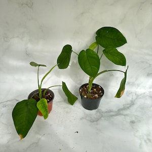 May include: Two small potted plants with large, green, heart-shaped leaves. One plant is in a brown pot, the other in a black pot. The background is a white marble pattern.
