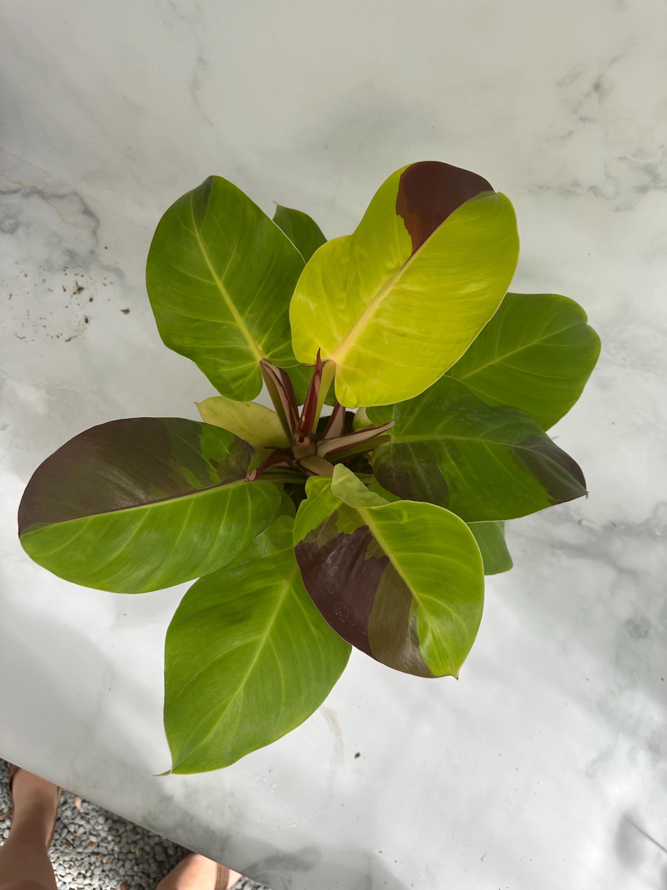 Philodendron Red Moon, un raro filodendro abigarrado