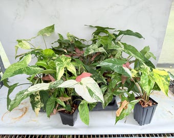 Syngonium Variegated, Syngonium Aurea, Syngonium Albo, Syngonium Pink Lava, syngonium variety arrangement, multiple plants in each pot