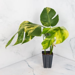 May include: A small potted plant with variegated leaves in shades of green and yellow. The plant is in a black plastic pot.