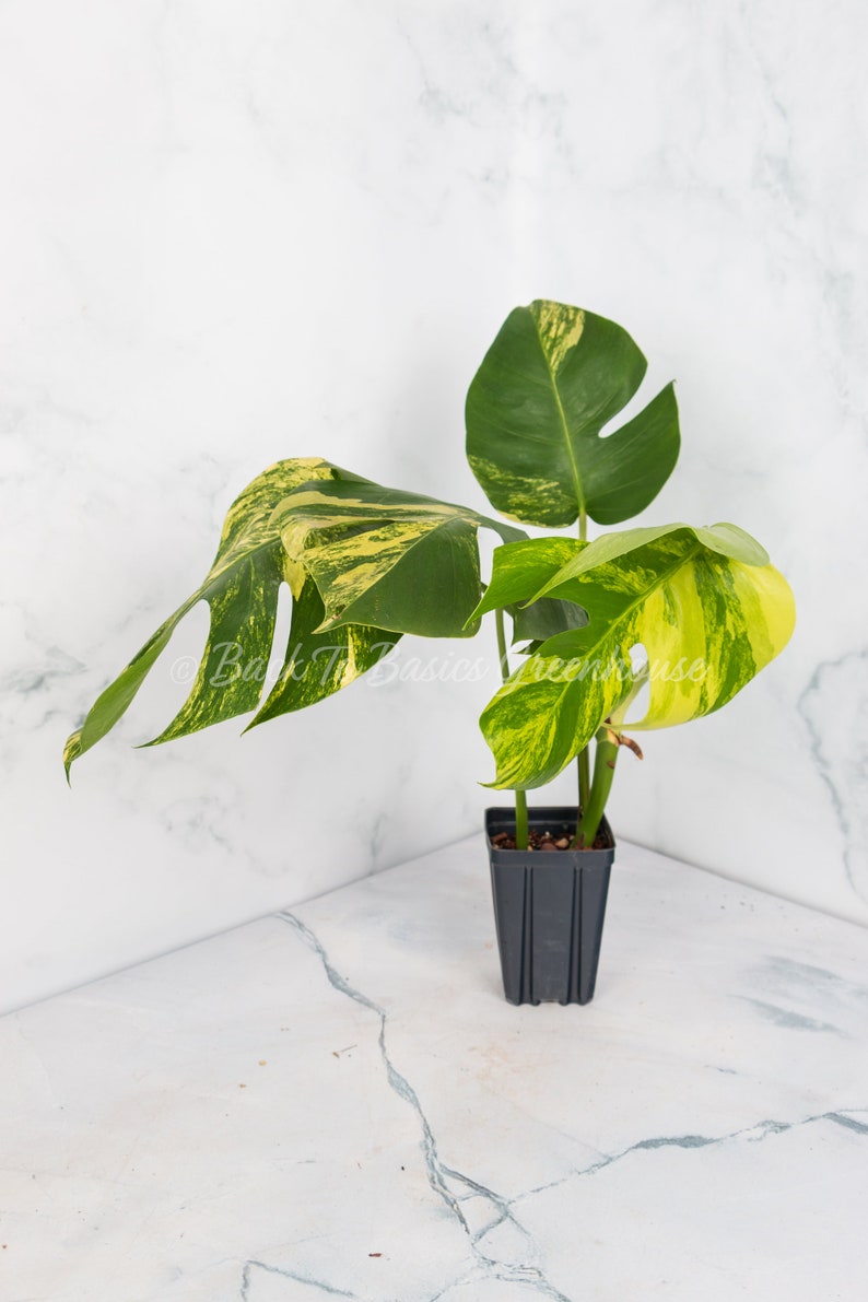 May include: A small potted plant with variegated leaves in shades of green and yellow. The plant is in a black plastic pot.