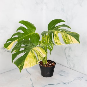 May include: A variegated Monstera plant with yellow and green leaves in a black pot. The plant is sitting on a white marble surface.