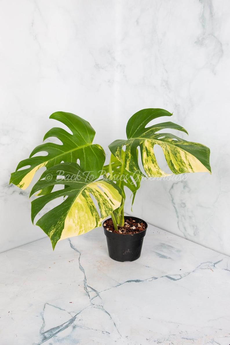 May include: A variegated Monstera plant with yellow and green leaves in a black pot. The plant is sitting on a white marble surface.