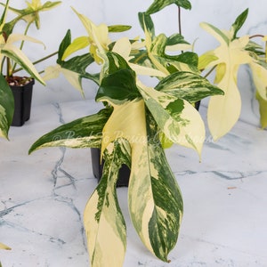 Op de afbeelding: Een bontbladige Monstera adansonii plant met groene en gele bladeren in een zwarte pot. De plant staat op een wit marmeren oppervlak.
