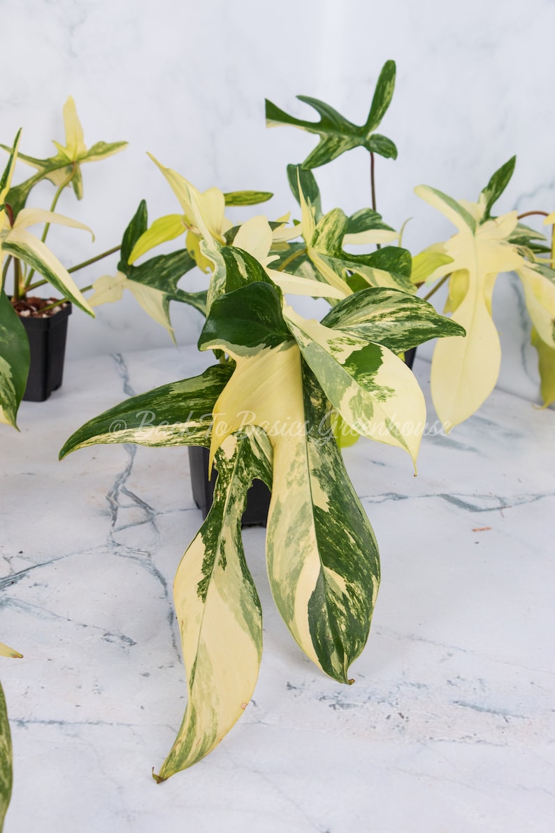 Op de afbeelding: Een bontbladige Monstera adansonii plant met groene en gele bladeren in een zwarte pot. De plant staat op een wit marmeren oppervlak.