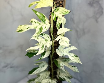 Epipremnum Marble Cuttings + Rooted Plants