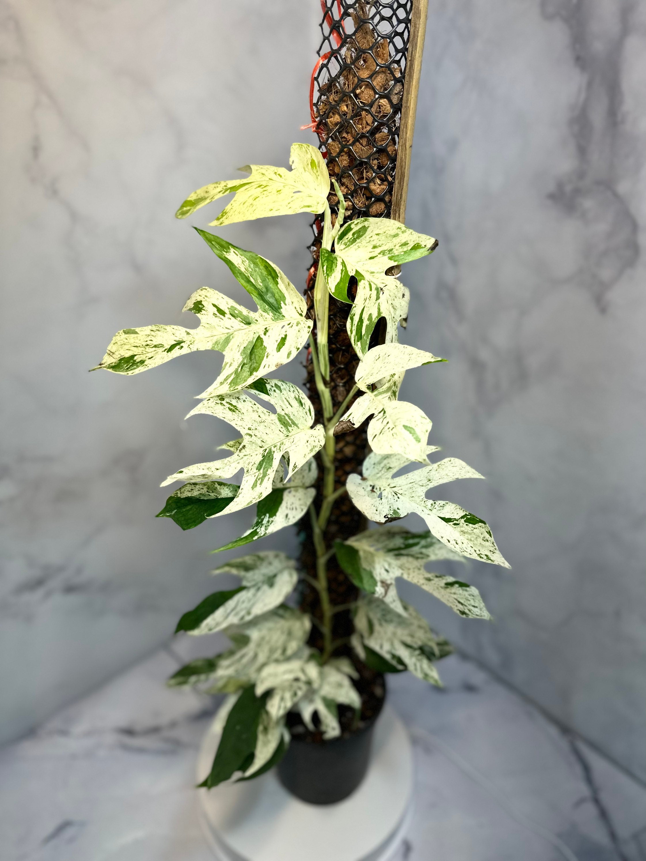 Epipremnum Marble Cuttings + Rooted Plants