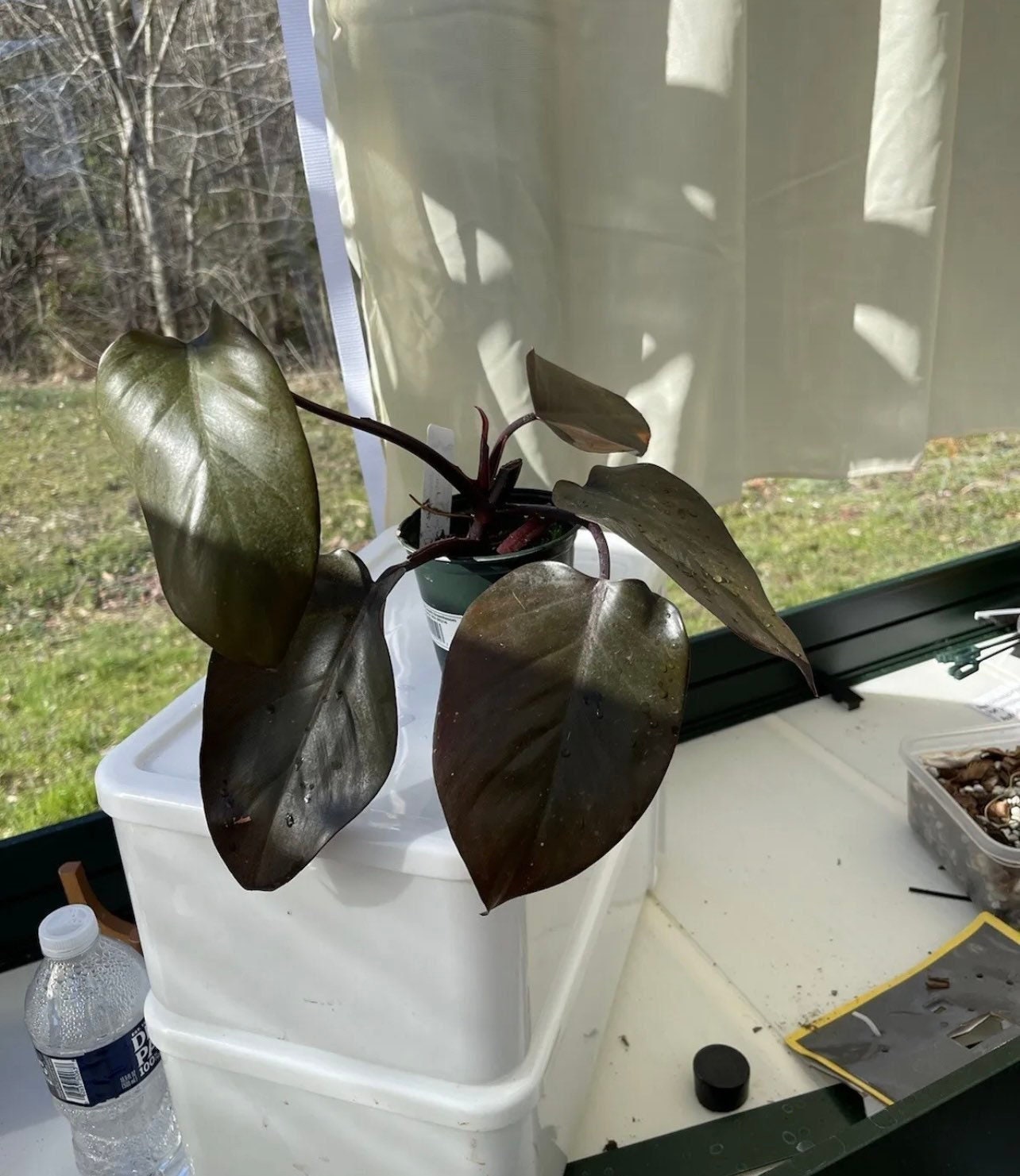 Philodendron Bloody Mary Cuttings & Rooted Exotic Indoor Plant - Etsy