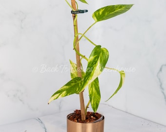 Epipremnum Pinnatum Yellow Flame for Sale