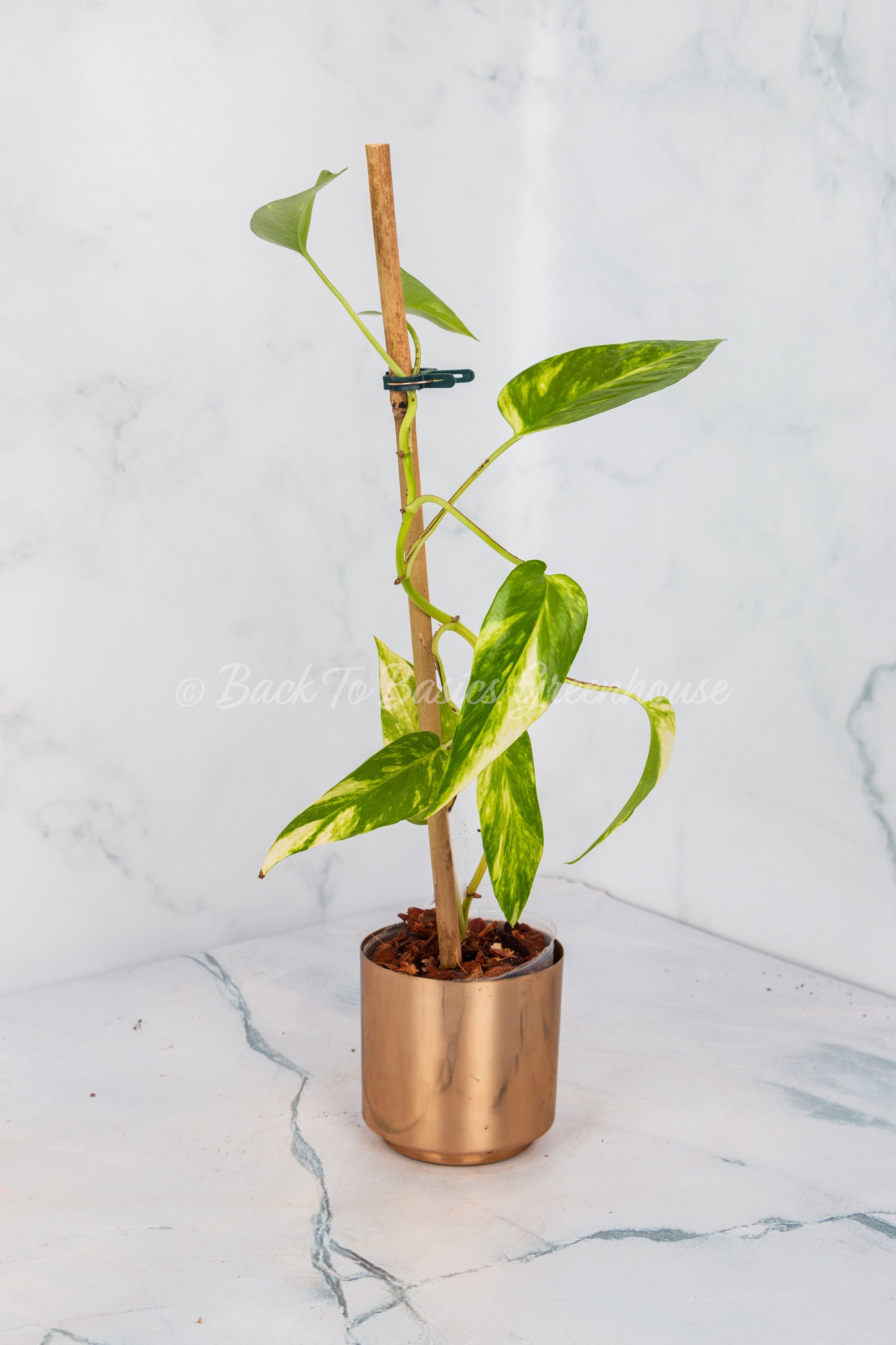 Epipremnum Pinnatum Aurea 'Yellow Flame' - Trailing - 4 Pot – Brumley &  Bloom