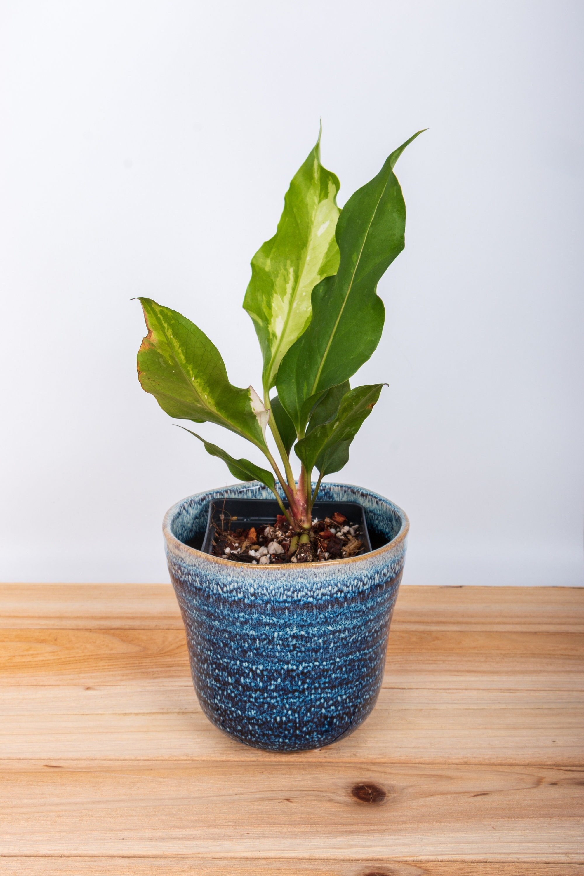 red aglaonema plant Aglaonema 'China Red': Unique Chinese Evergreen - Pink Variegated Leav   Altman Plants