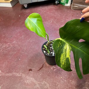 May include: A potted variegated Monstera plant with large, green leaves with yellow variegation. The plant is in a black pot with white pebbles.
