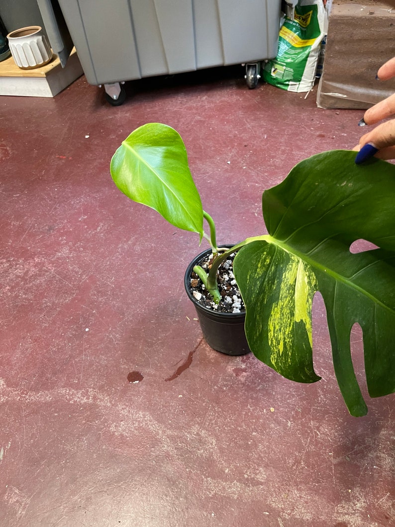 May include: A potted variegated Monstera plant with large, green leaves with yellow variegation. The plant is in a black pot with white pebbles.