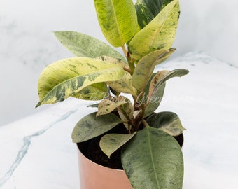 Ficus Moonshine Variegated Shivereana FCM6