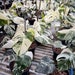 Monstera Albo Extra White High variegation, Variegated monstera Rooted Plant and Cutting 