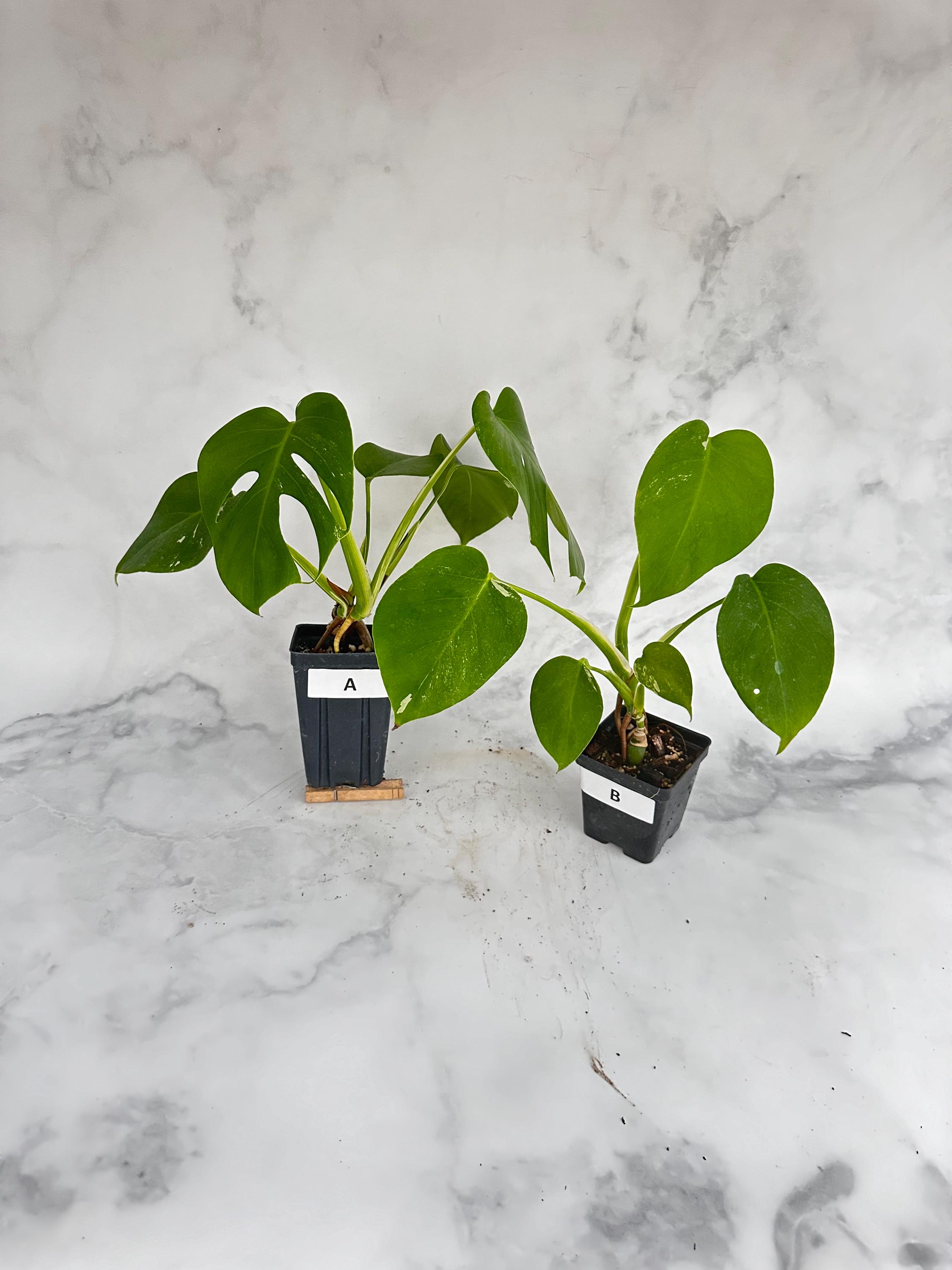 Monstera Albo Low Variegation, Pick Your Plant
