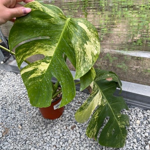 May include: A variegated Monstera plant with large, green and yellow leaves. The plant is potted in a brown pot and is sitting on a bed of small, gray rocks.