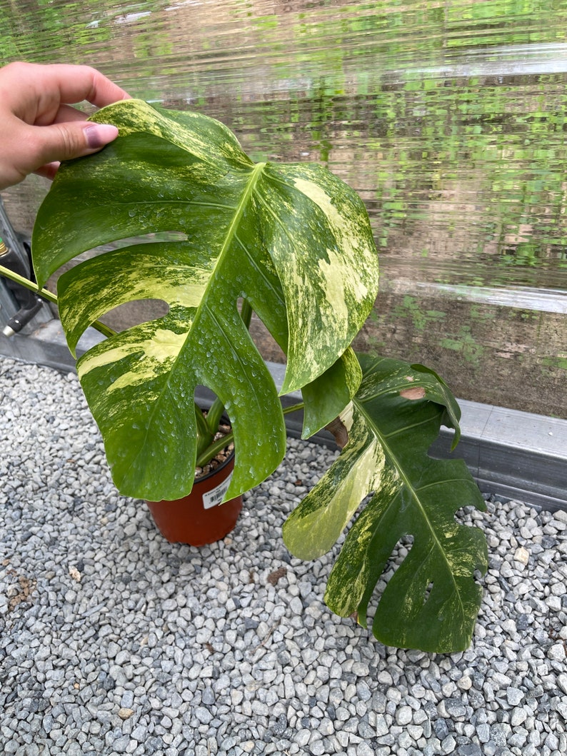 May include: A variegated Monstera plant with large, green and yellow leaves. The plant is potted in a brown pot and is sitting on a bed of small, gray rocks.
