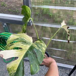 May include: A variegated Monstera plant with large, green and white leaves. The plant is potted and being held by a hand.