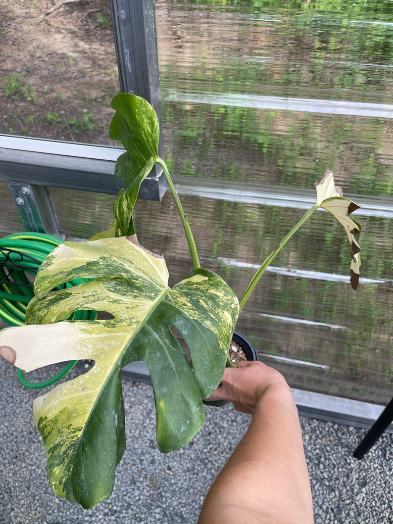 May include: A variegated Monstera plant with large, green and white leaves. The plant is potted and being held by a hand.