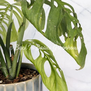 Monstera Esqueleto Rooted Plant E14 image 9