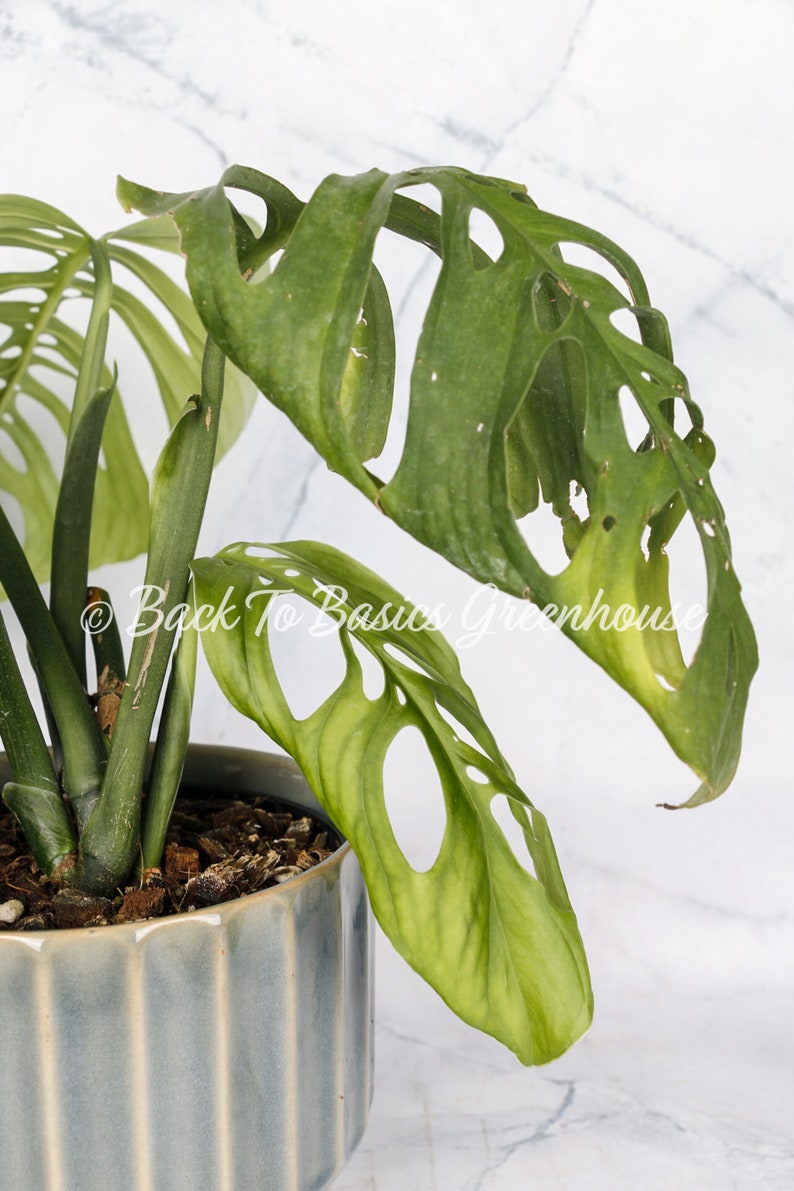 Monstera Esqueleto Rooted Plant E14 image 9