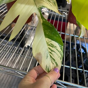 May include: A variegated leaf with green and white markings, showing signs of brown spotting. The leaf is being held by a hand with a ring on the finger.