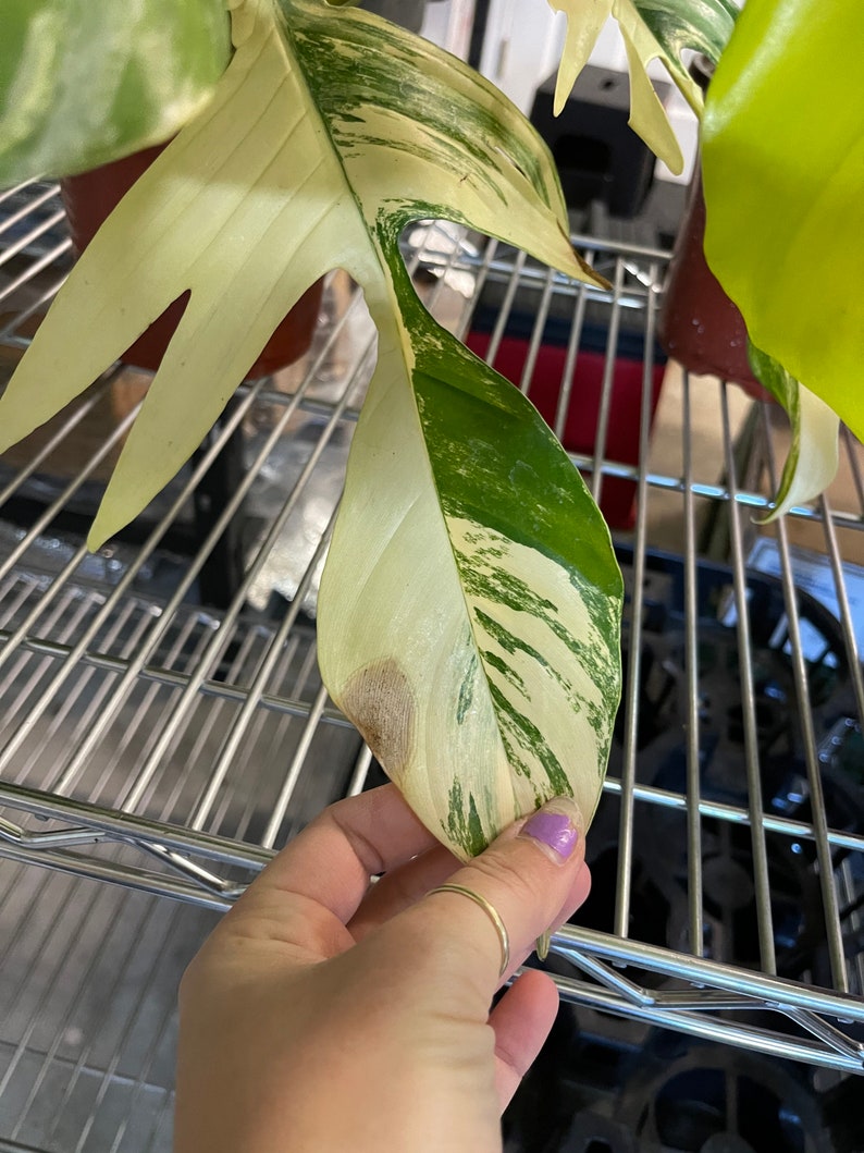 May include: A variegated leaf with green and white markings, showing signs of brown spotting. The leaf is being held by a hand with a ring on the finger.