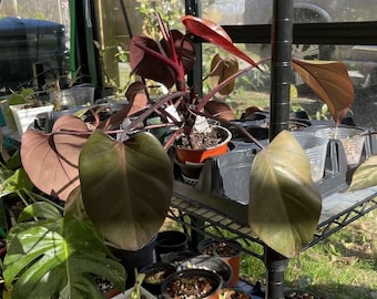 Bloody Mary Philodendron Cutting, Rare Aroid