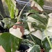 Monstera Albo, Extra White High Variegated Monstera rooted and unrooted cutting, MISFIT DISCOUNTED plant 