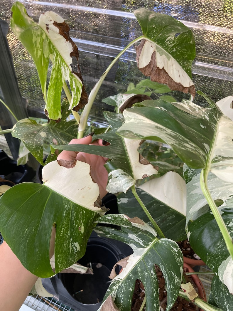 Monstera Albo, Extra White High Variegated Monstera rooted and unrooted cutting, MISFIT DISCOUNTED plant 