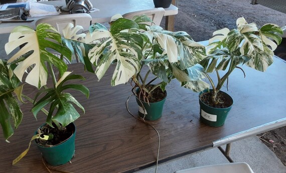 Monstera Albo Extra White High Variegation Variegated - Etsy