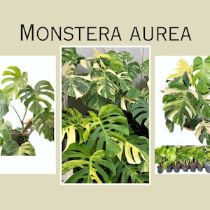Monstera Aurea Cutting and Rooted Plants image 5