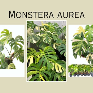 May include: A variegated Monstera Aurea plant with large, green and yellow leaves. The plant is shown in a pot and there are several smaller plants in pots in the background.