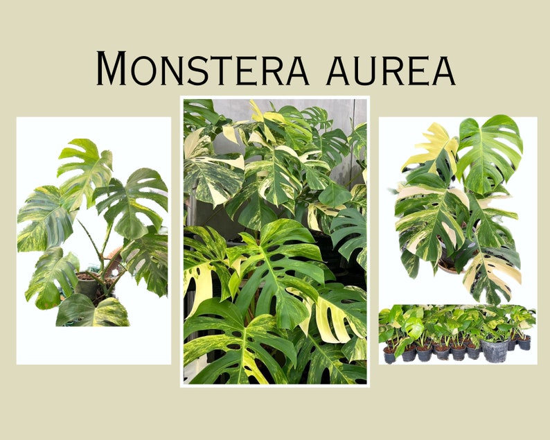 May include: A variegated Monstera Aurea plant with large, green and yellow leaves. The plant is shown in a pot and there are several smaller plants in pots in the background.