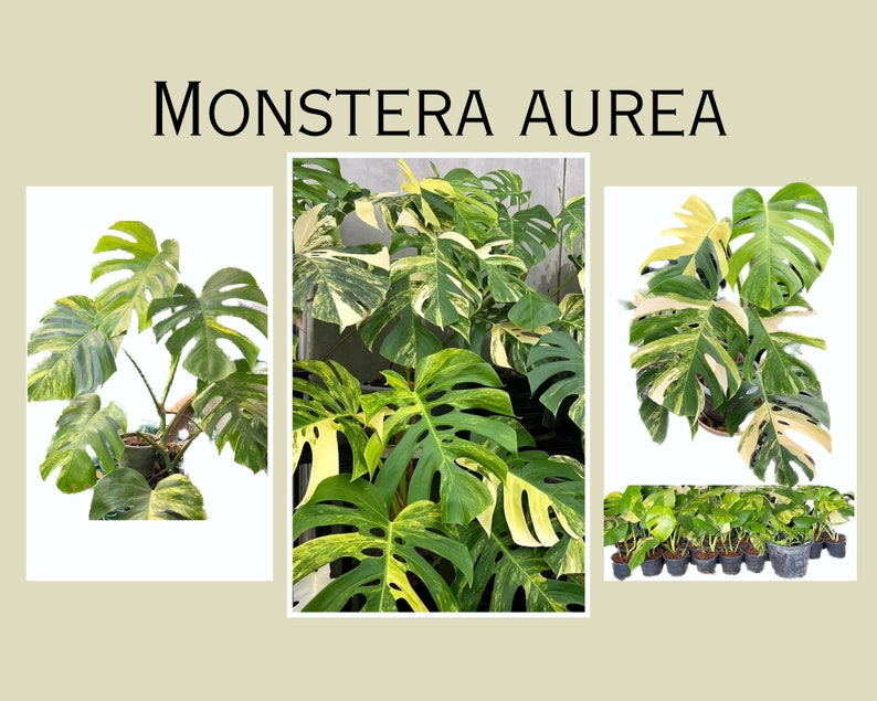 Monstera Aurea Cutting and Rooted Plants image 5