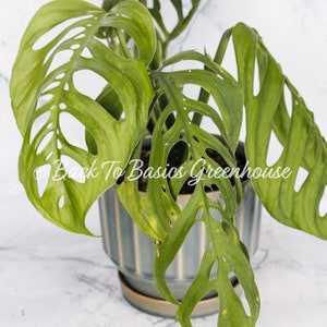 Monstera Esqueleto Rooted Plant E14 image 6