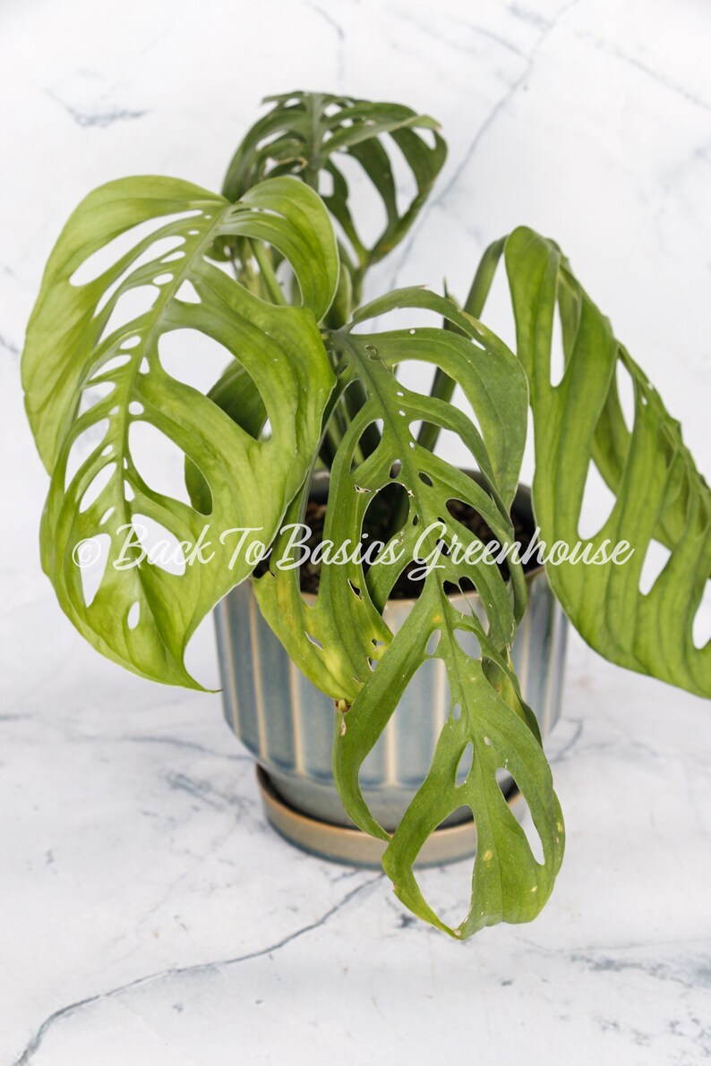 Monstera Esqueleto Rooted Plant E14 image 6