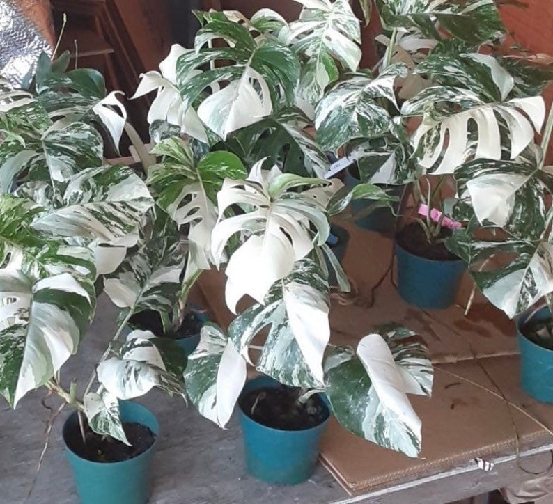 May include: A group of potted plants with white and green variegated leaves. The plants are in green pots and are sitting on a brown surface.