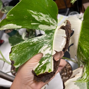 Monstera Albo Half moon Variegation cuttingsrooted, DISCOUNTED image 9