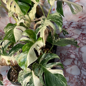 Extra White Variegated Monstera Albo, Rooted Cutting & Plants Discounted