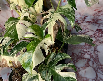 Extra White Variegated Monstera Albo, Rooted Cutting & Plants Discounted