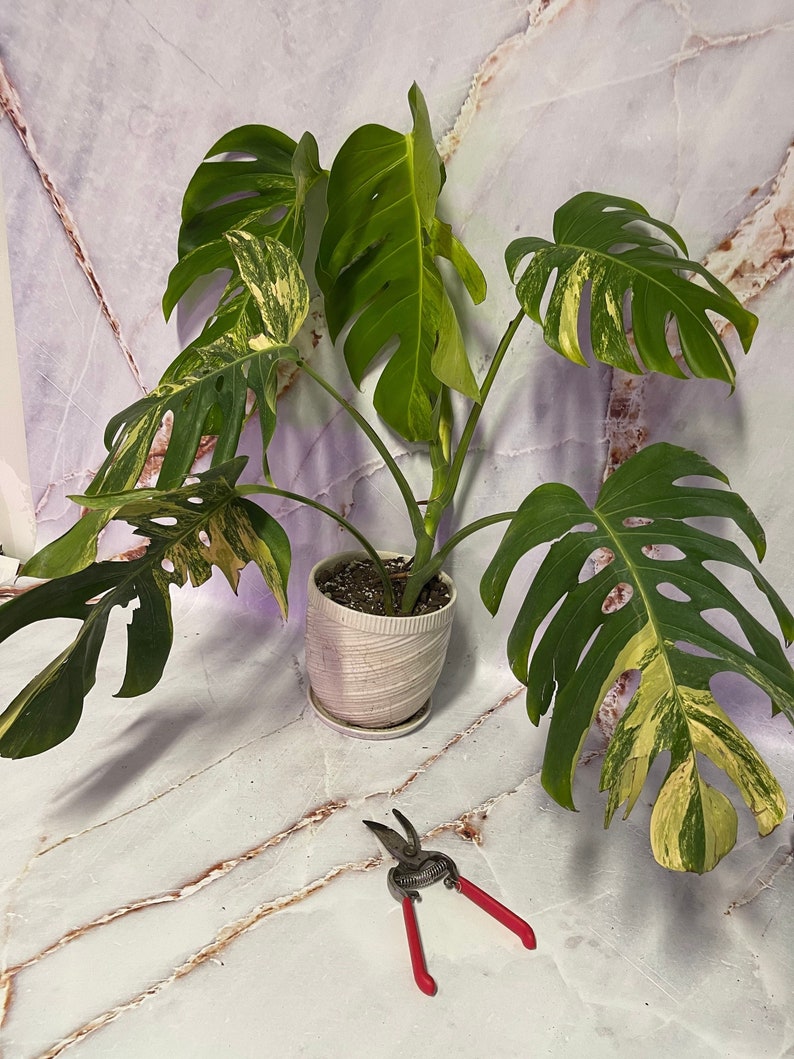 May include: A variegated Monstera plant with large, green leaves with yellow variegation. The plant is in a white pot and is sitting on a white marble surface. There are red pruning shears on the surface.
