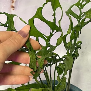 Monstera Obliqua Cutting and Rooted Plant