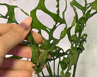 Black Velvet - Monstera Sp (peru) - Rare Tropical - Multiple Options - US  Seller - Etsy