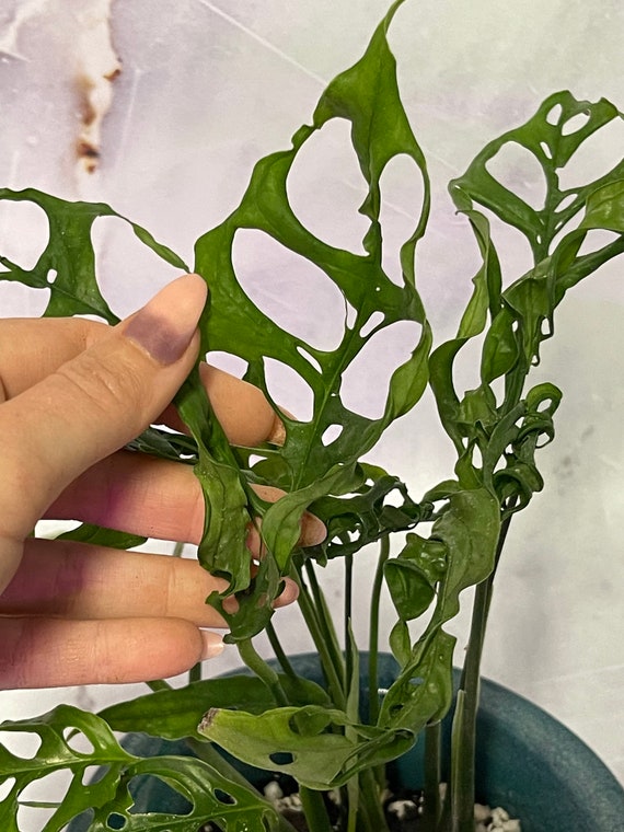 philodendron nangaritense pflege Philodendron nangaritense – Carnivero