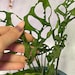 Monstera Obliqua Peru Cutting and rooted with node, live rooted plant 