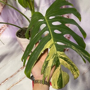 May include: A variegated Monstera Deliciosa plant leaf with green and yellow variegation. The leaf has holes and is held in a hand.