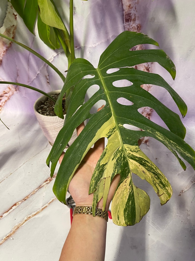May include: A variegated Monstera Deliciosa plant leaf with green and yellow variegation. The leaf has holes and is held in a hand.